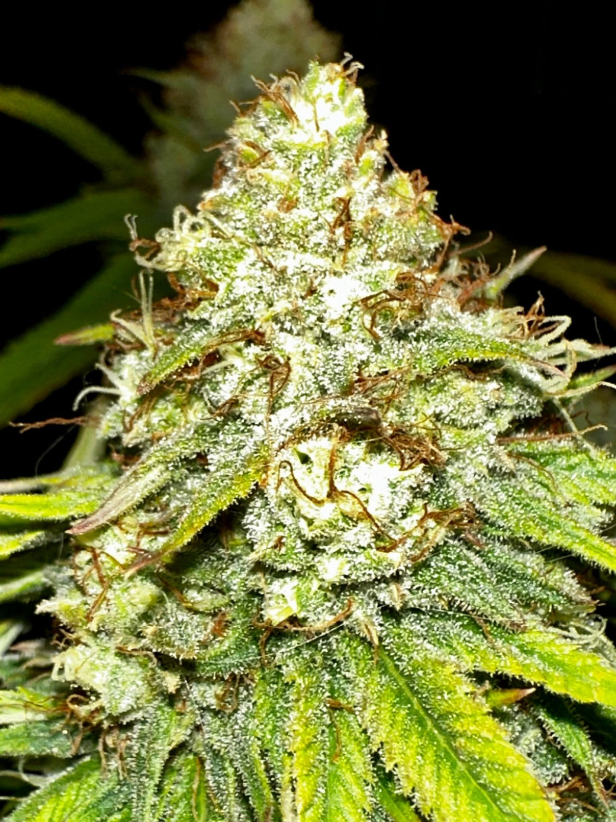 CripXmas A2 F4 S1 (Tampa Crippy x Xmas Bud 79' x PTK x NL#2) $15 each during review month - DMOSG