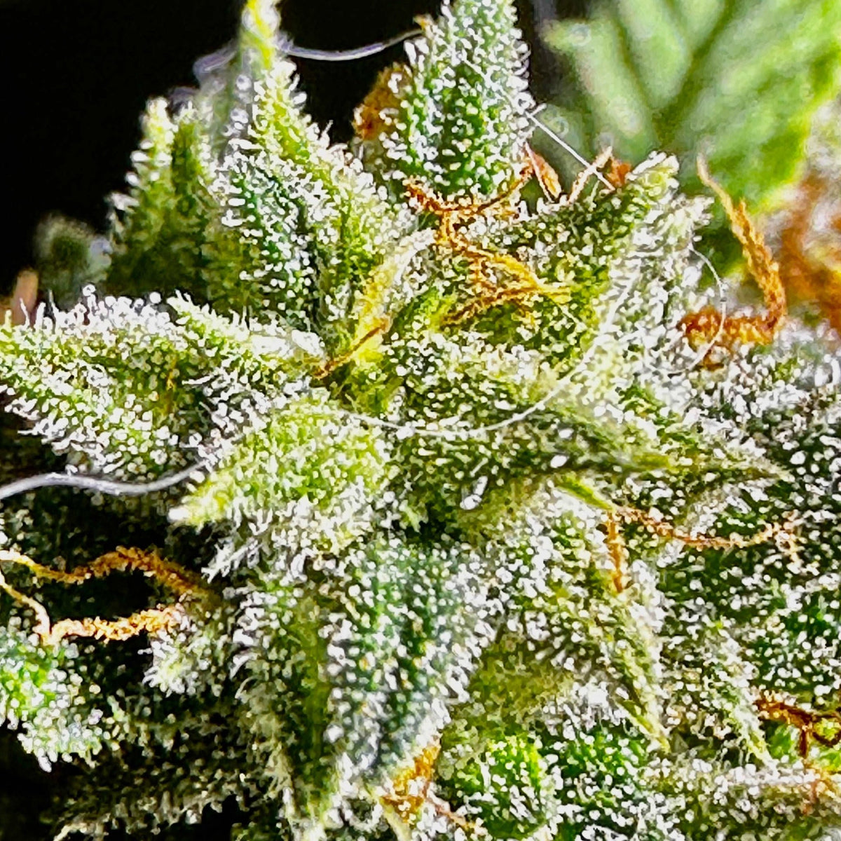 Island Crippy [808 genetics 'Corn' x Maui Wowie bag seed 17' ] $12 each (limited quantity available) during review month - DMOSG