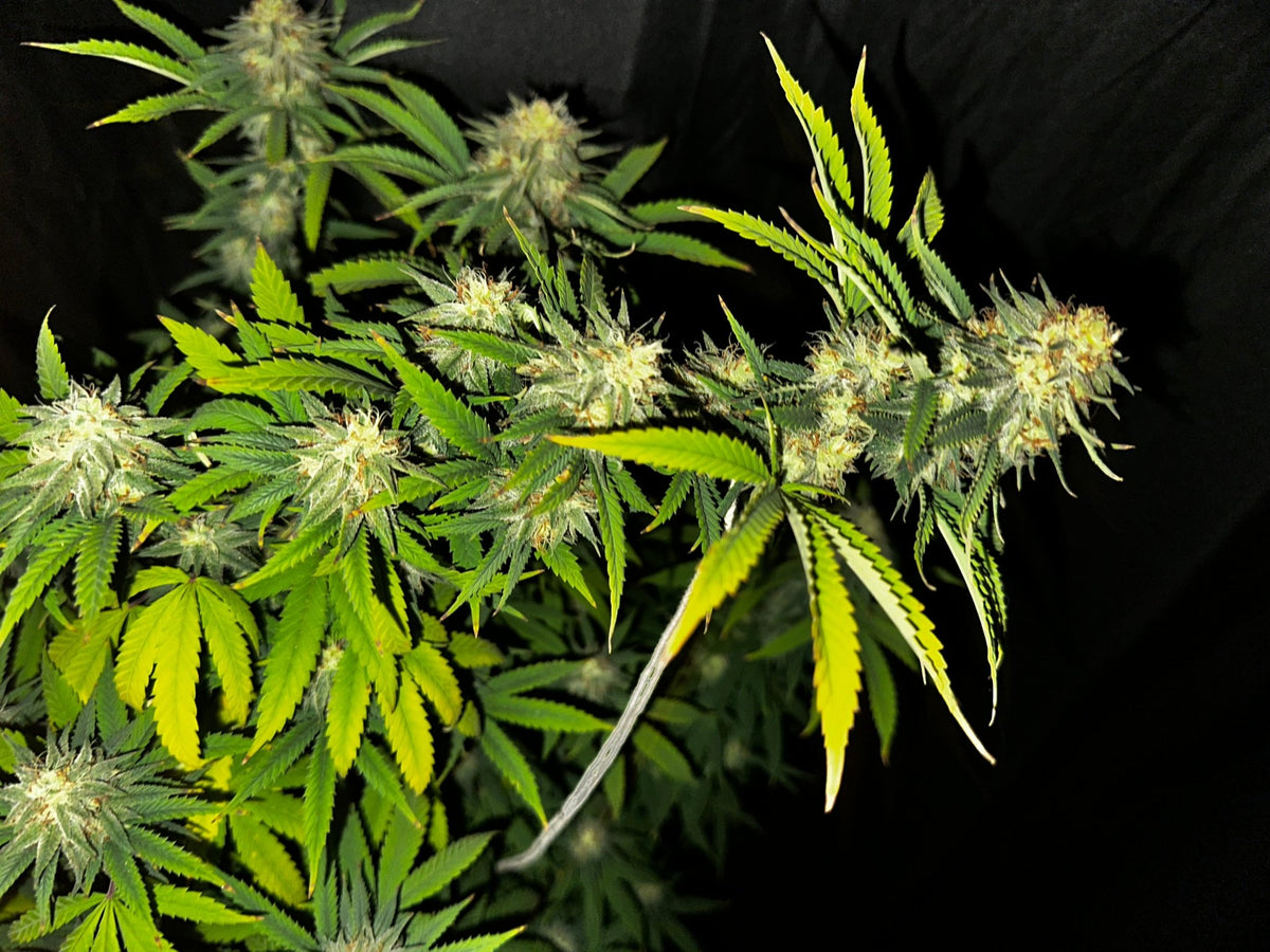 CripXmas A2 F4 S1 (Tampa Crippy x Xmas Bud 79' x PTK x NL#2) $15 each during review month - DMOSG