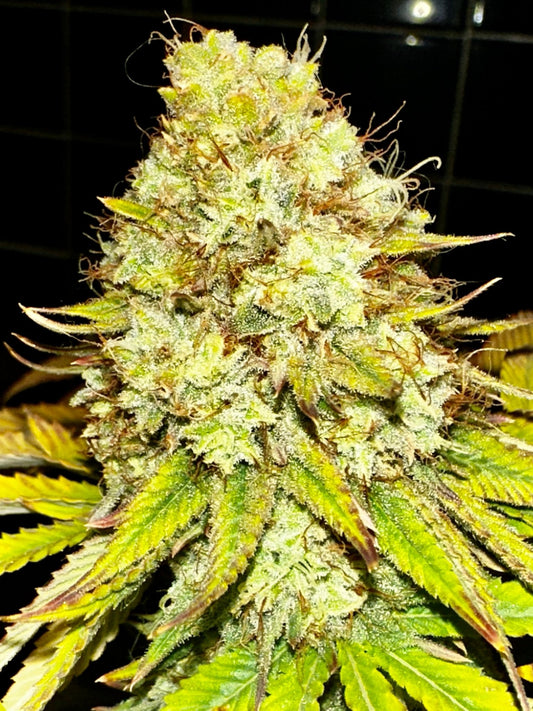 Super NL #2 (B3 CripXmas x NL#2 BX (Authentic Genetics) $9 each - DMOSG