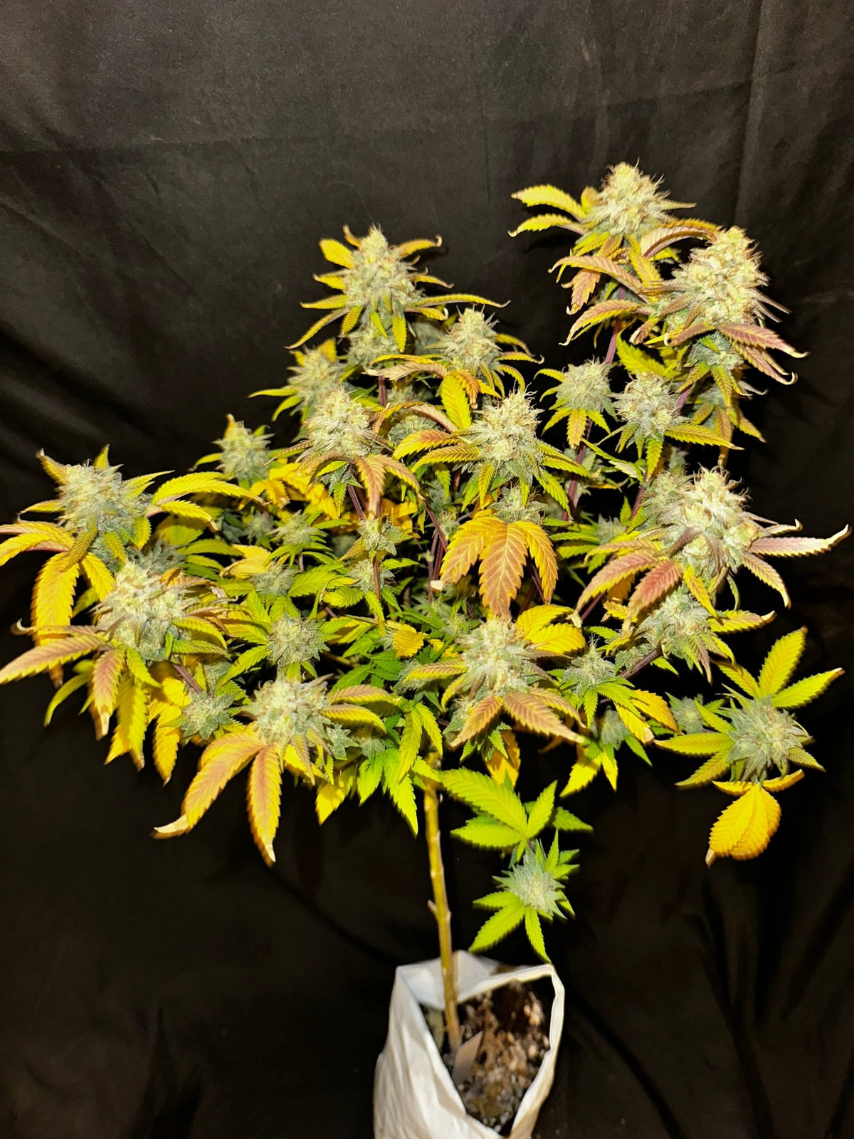 Tampa Crippy B bx2 (Pine Bomb)$16 each. During review month NO DISCOUNT applies. - DMOSG