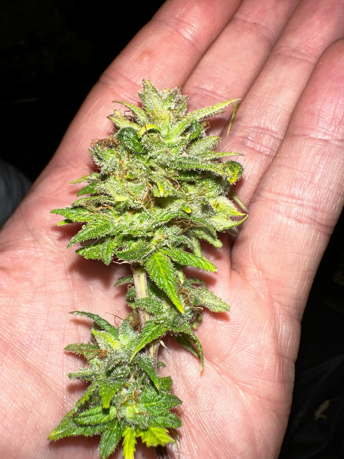Pressure Skunk (RKS x CripXmas A2 fem) $15 each feminized seed during review month - DMOSG