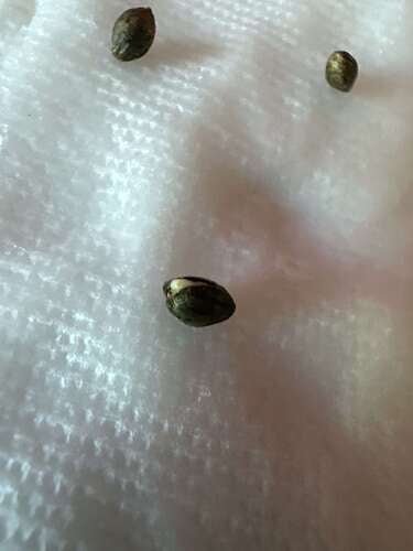 Pressure Skunk (RKS x CripXmas A2 fem) $15 each feminized seed during review month - DMOSG
