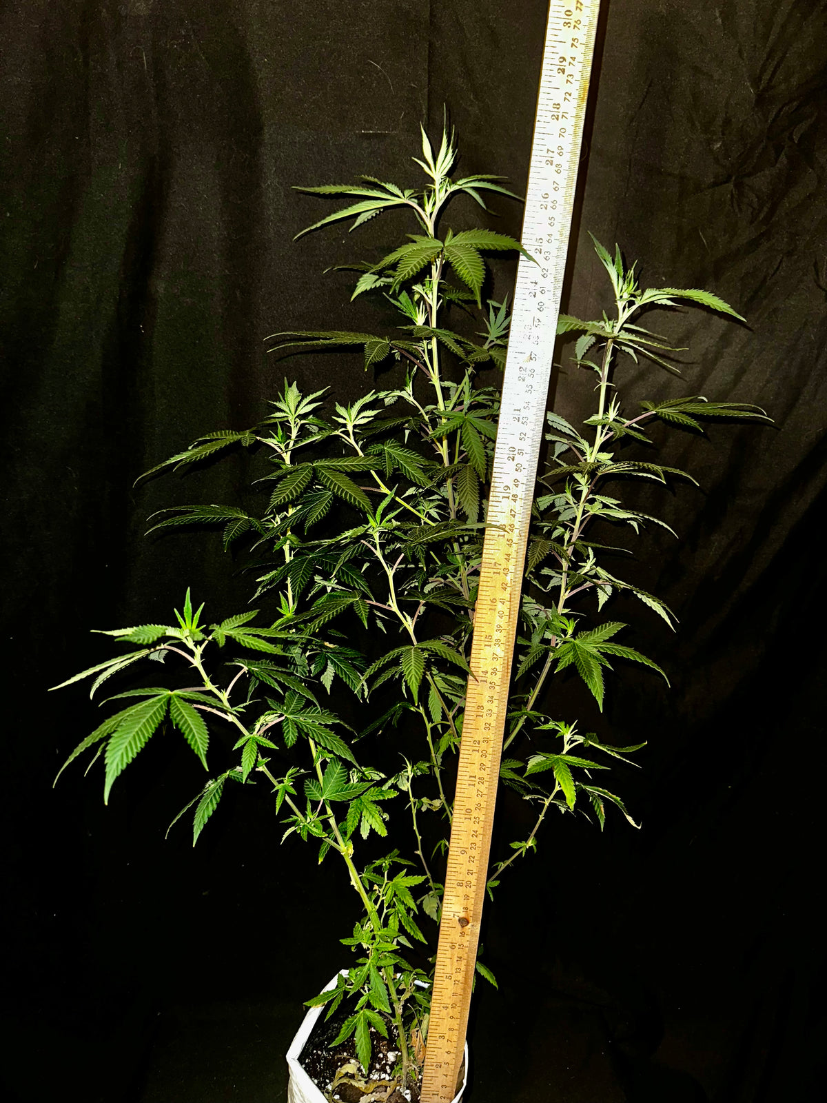 Chocolate Haze Xmas