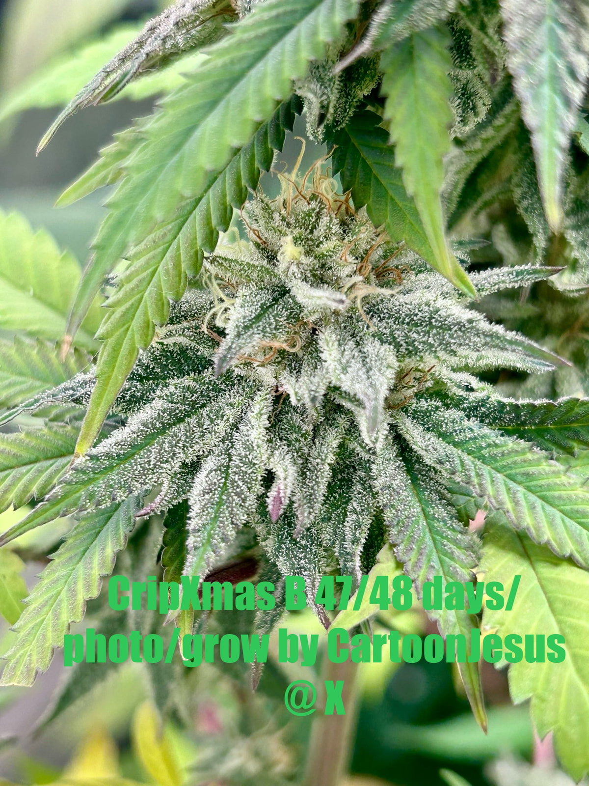 CripXmas B F4 1 reg seed(very limited availability until more are done) $20 each reg seed during review month. - DMOSG