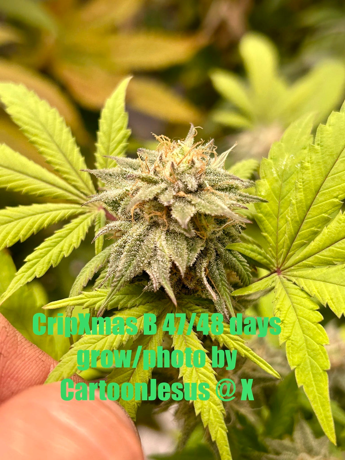 CripXmas B F4 1 reg seed(very limited availability until more are done) $20 each reg seed during review month. - DMOSG