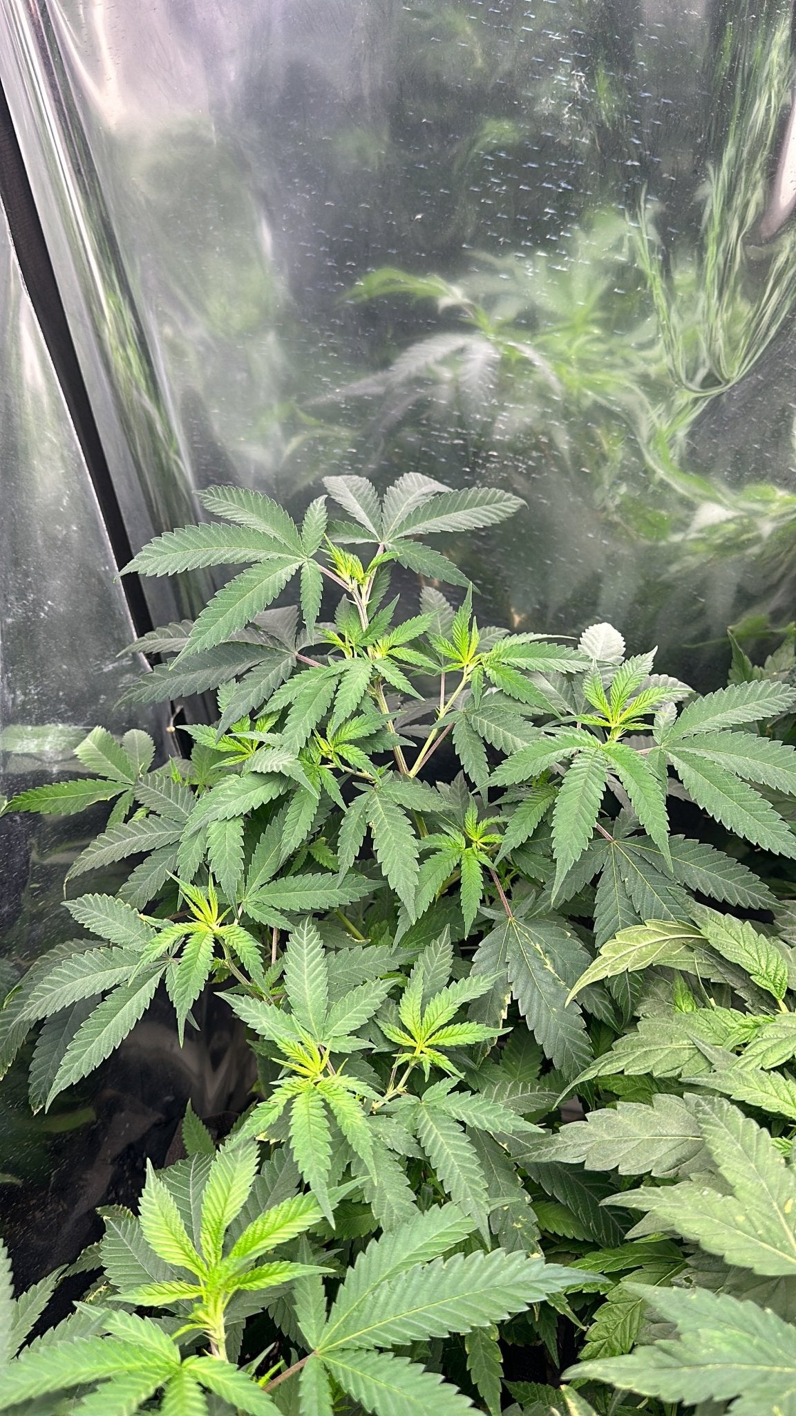 Pressure Skunk (RKS x CripXmas A2 fem) $15 each feminized seed during review month - DMOSG