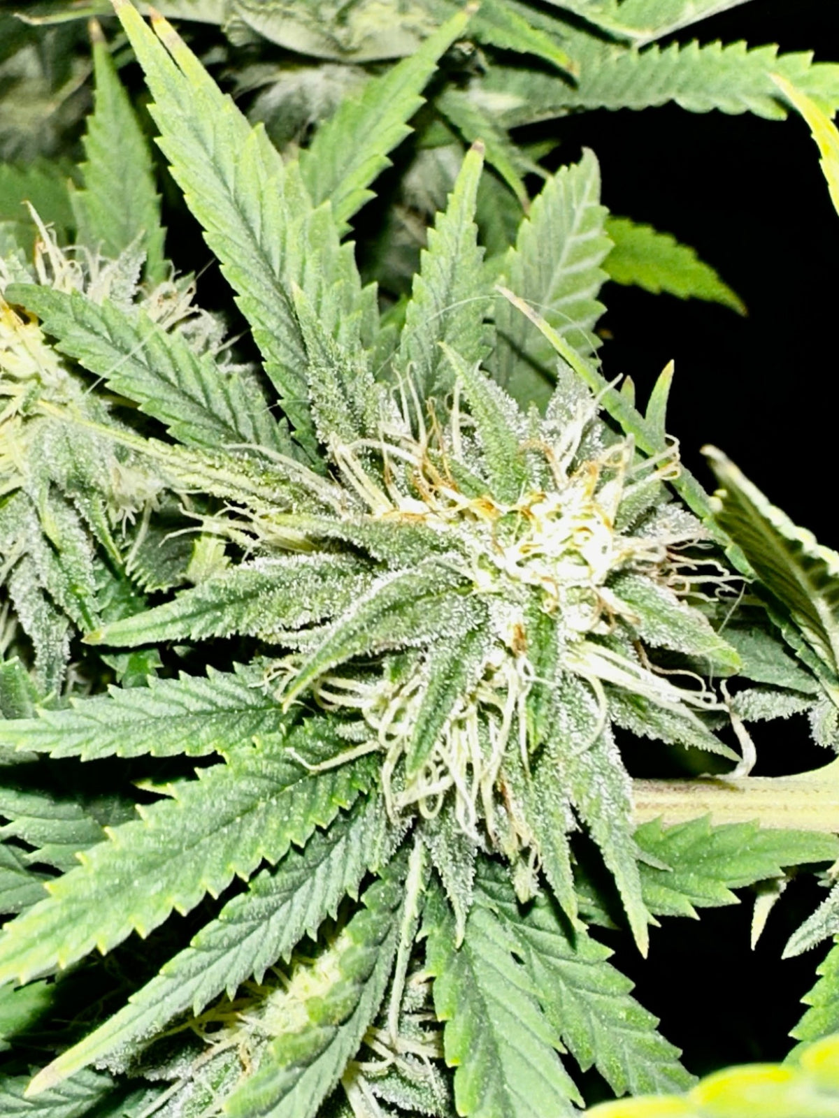 CripXmas A2 F4 S1 (Tampa Crippy x Xmas Bud 79' x PTK x NL#2) $15 each during review month - DMOSG