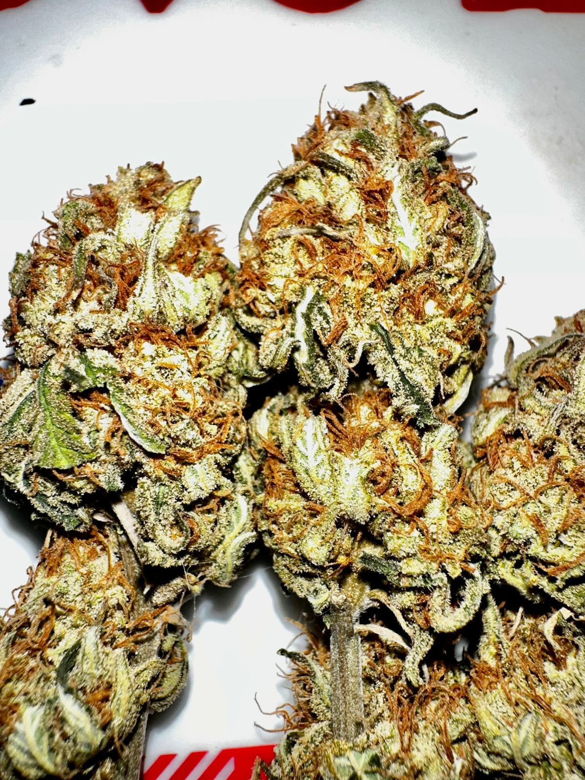 CripXmas A2 F4 S1 (Tampa Crippy x Xmas Bud 79' x PTK x NL#2) $15 each during review month - DMOSG