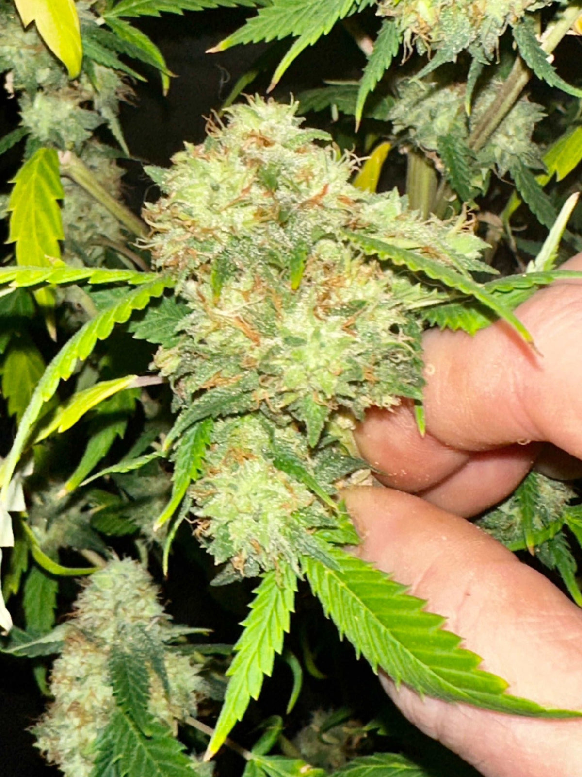 Island Crippy [808 genetics 'Corn' x Maui Wowie bag seed 17' ] $12 each (limited quantity available) during review month - DMOSG