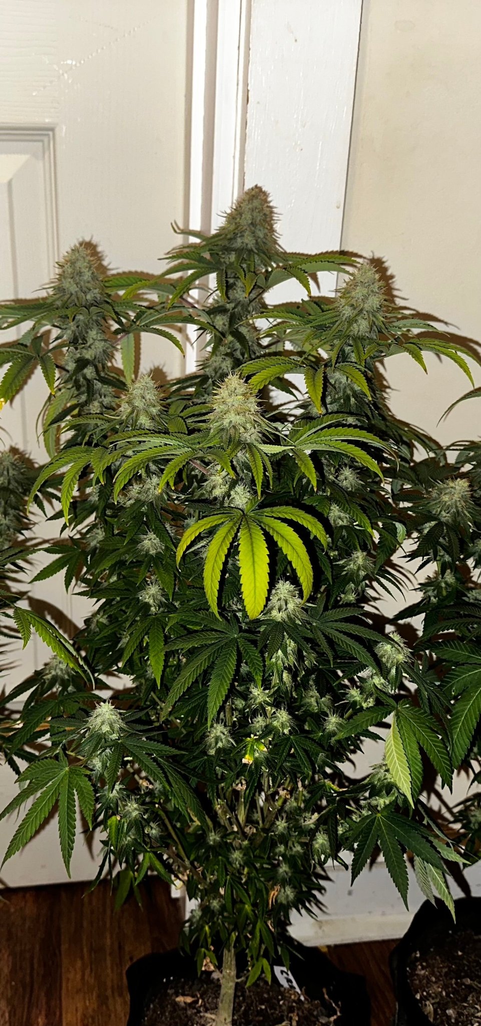 Super NL #2 (B3 CripXmas x NL#2 BX (Authentic Genetics) $9 each - DMOSG