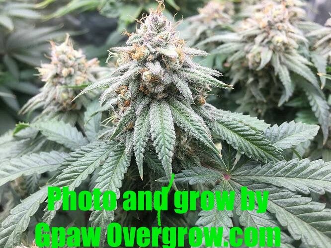 Double CripXmas $14 each reg seed during review month - DMOSG