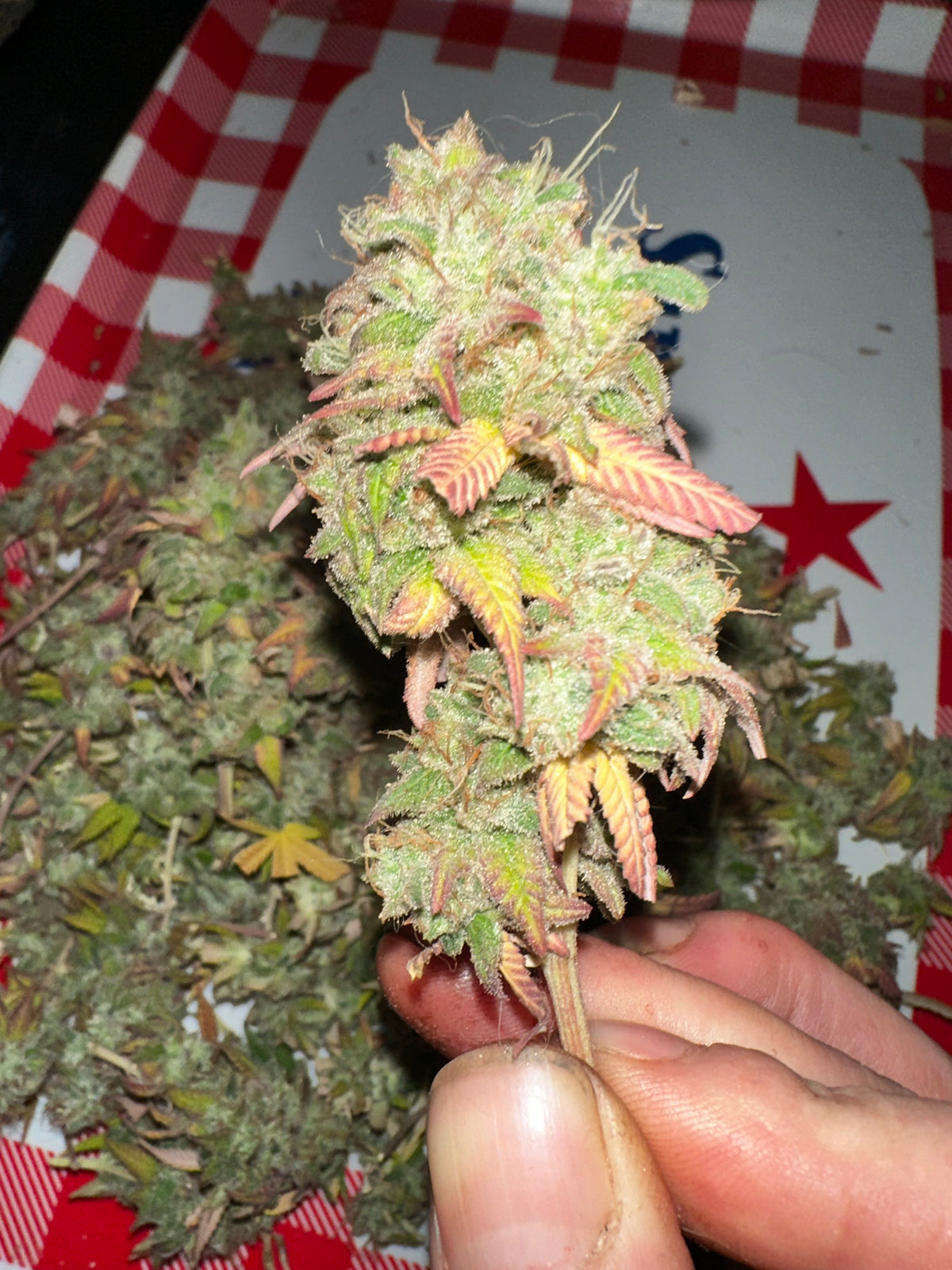 TC A BX2 F6 'Sigma Crippy'