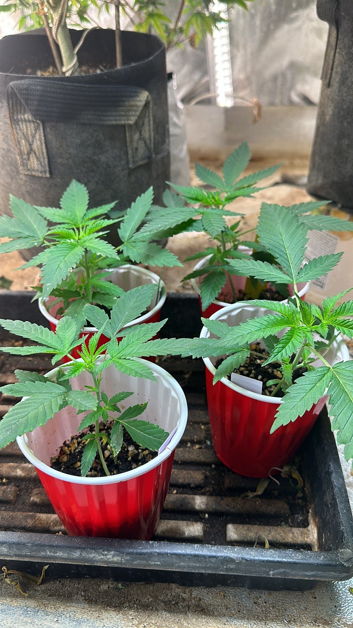 Pressure Skunk (RKS x CripXmas A2 fem) $15 each feminized seed during review month - DMOSG