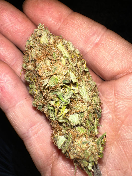 Pressure Skunk (RKS x CripXmas A2 feminzed)