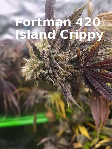 Corn x Chocolate Haze Xmas F1 regular sex seed