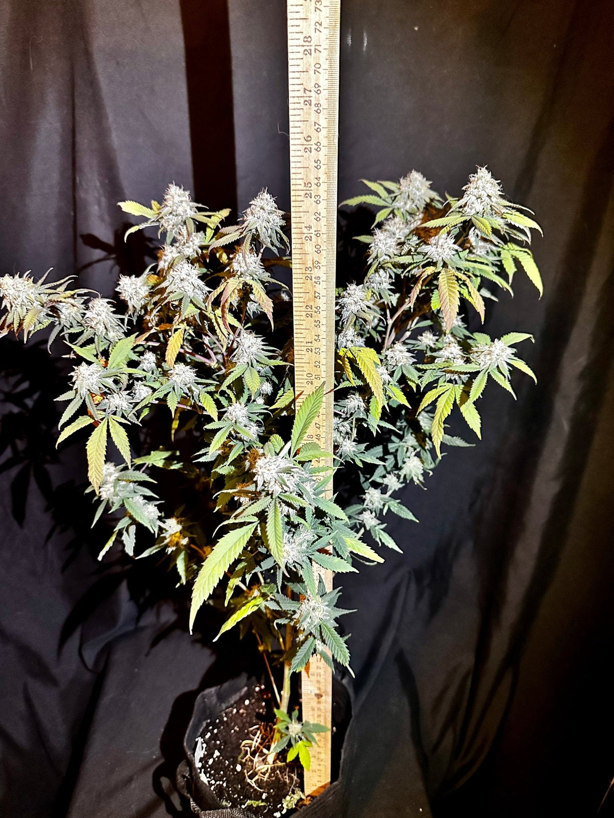 Tampa Crippy B bx2 (Pine Bomb)$16 each. During review month NO DISCOUNT applies. - DMOSG