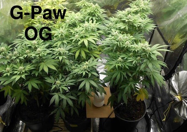 Double CripXmas $14 each reg seed during review month - DMOSG