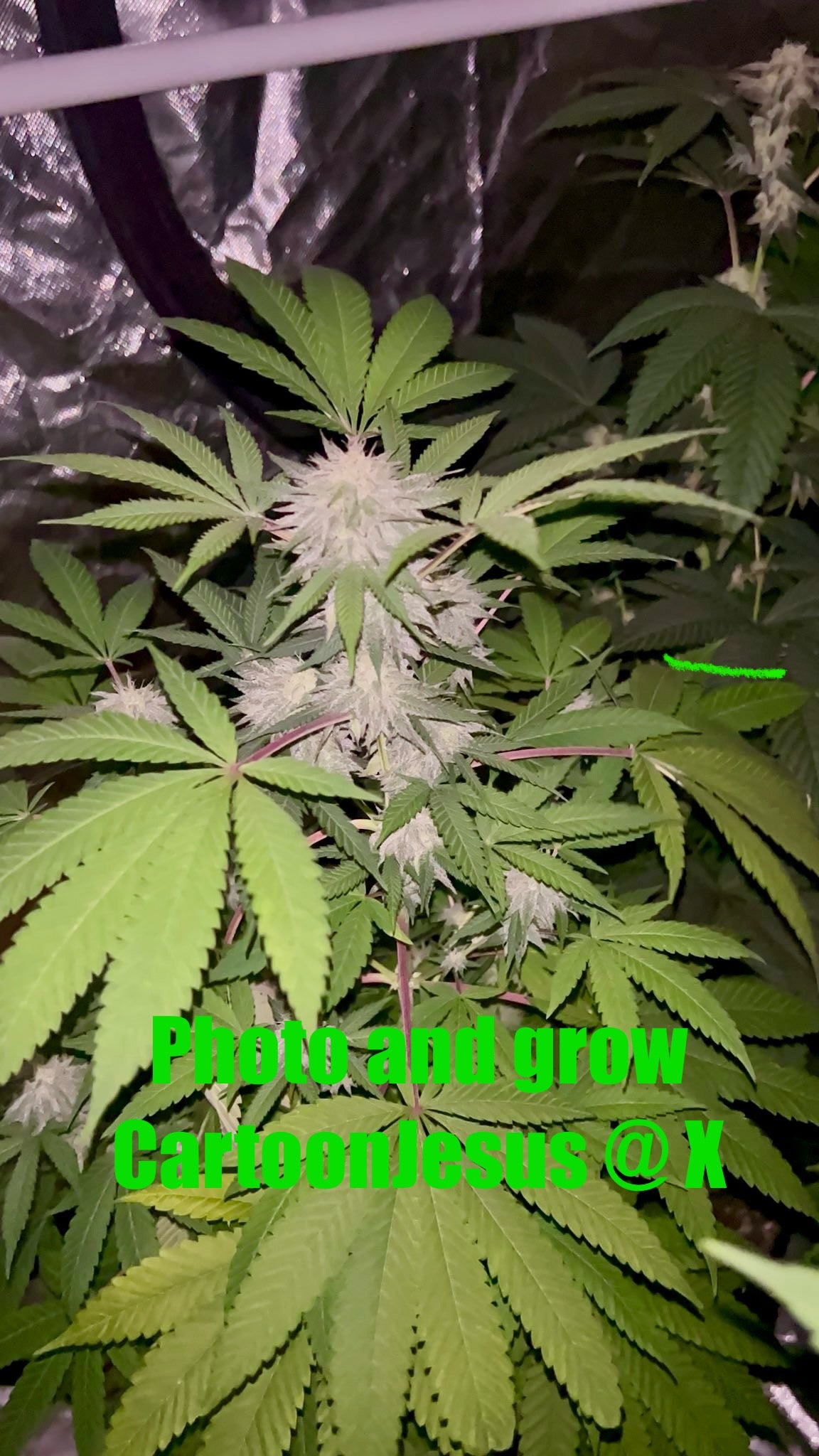 CripXmas B F4 1 reg seed(very limited availability until more are done) $20 each reg seed during review month. - DMOSG