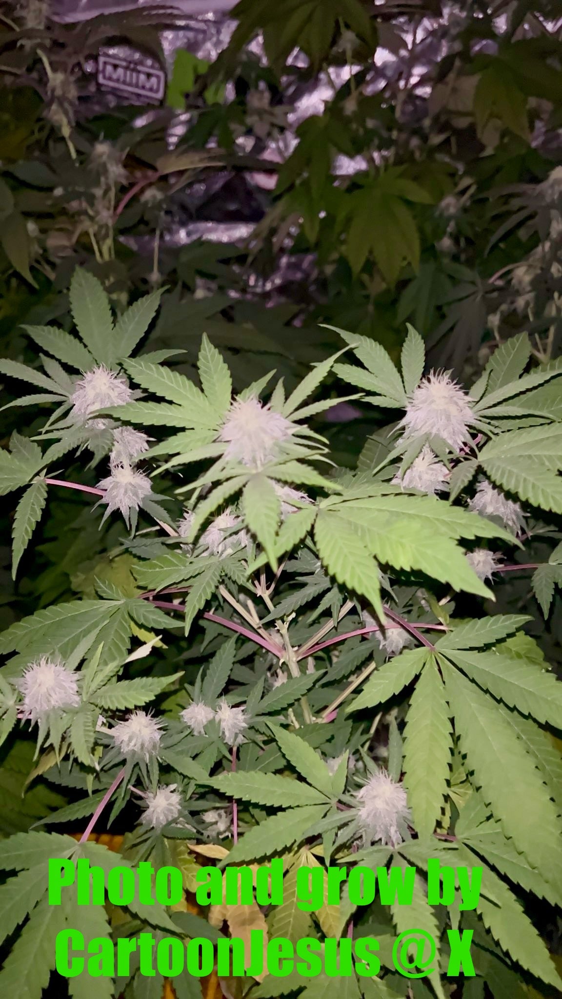 CripXmas B F4 1 reg seed(very limited availability until more are done) $20 each reg seed during review month. - DMOSG
