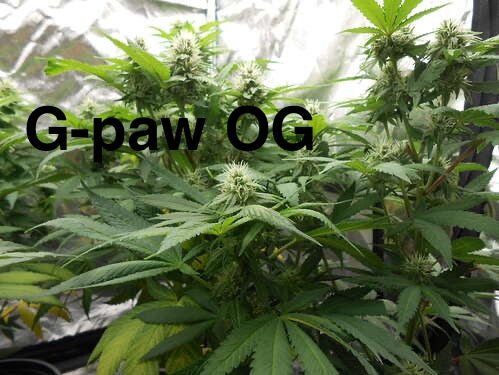 Double CripXmas $14 each reg seed during review month - DMOSG