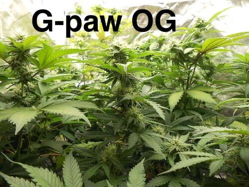 Double CripXmas $14 each reg seed during review month - DMOSG