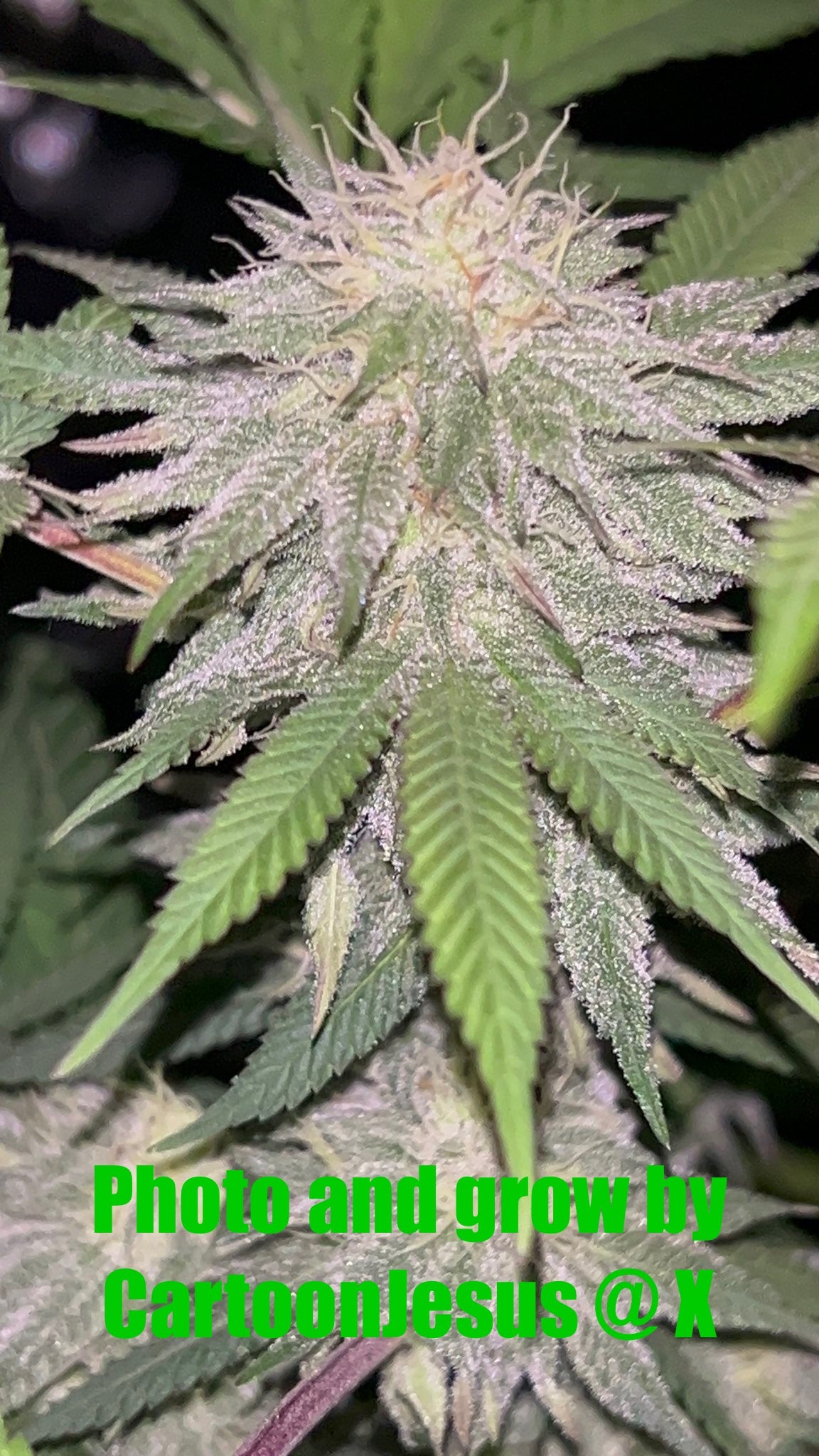 CripXmas B F4 1 reg seed(very limited availability until more are done) $20 each reg seed during review month. - DMOSG