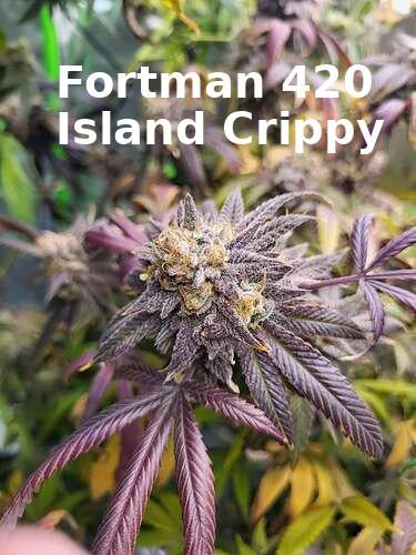 Island Crippy [808 Genetik 'Corn' x Maui Wowie Beutel Samen 17' ]6 reguläre Samen (derzeit begrenzte Menge verfügbar)